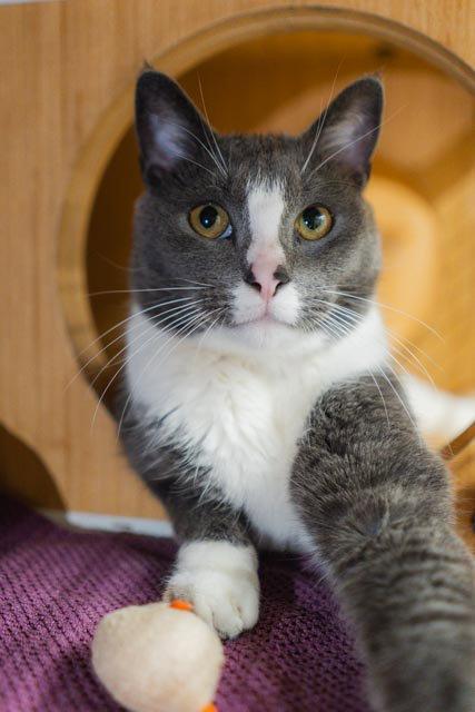 Geo, Adoptable, Adult Male Domestic Short Hair.