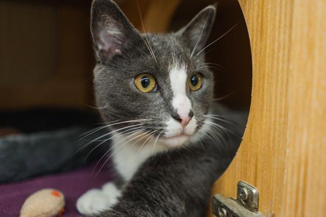 Geo, a Adoptable Domestic Short Hair in Herndon, VA image 2/3