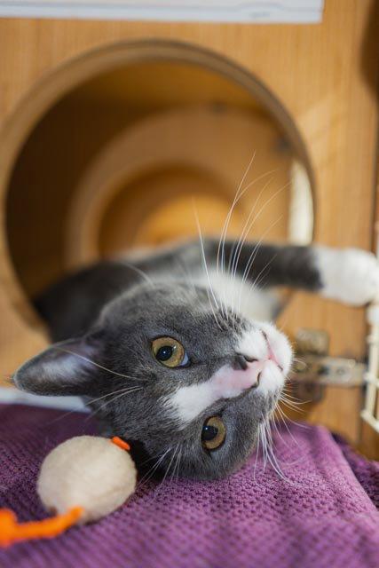 Enlarge Geo, a Adoptable Domestic Short Hair in Herndon, VA image 2/3