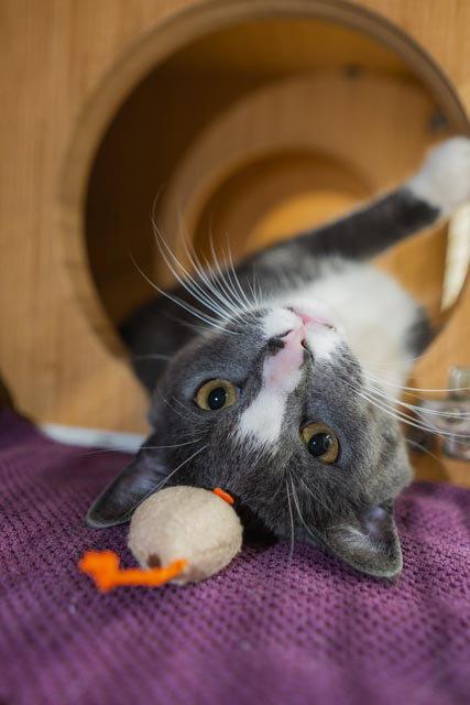 Geo, a Adoptable Domestic Short Hair in Herndon, VA image 3/3