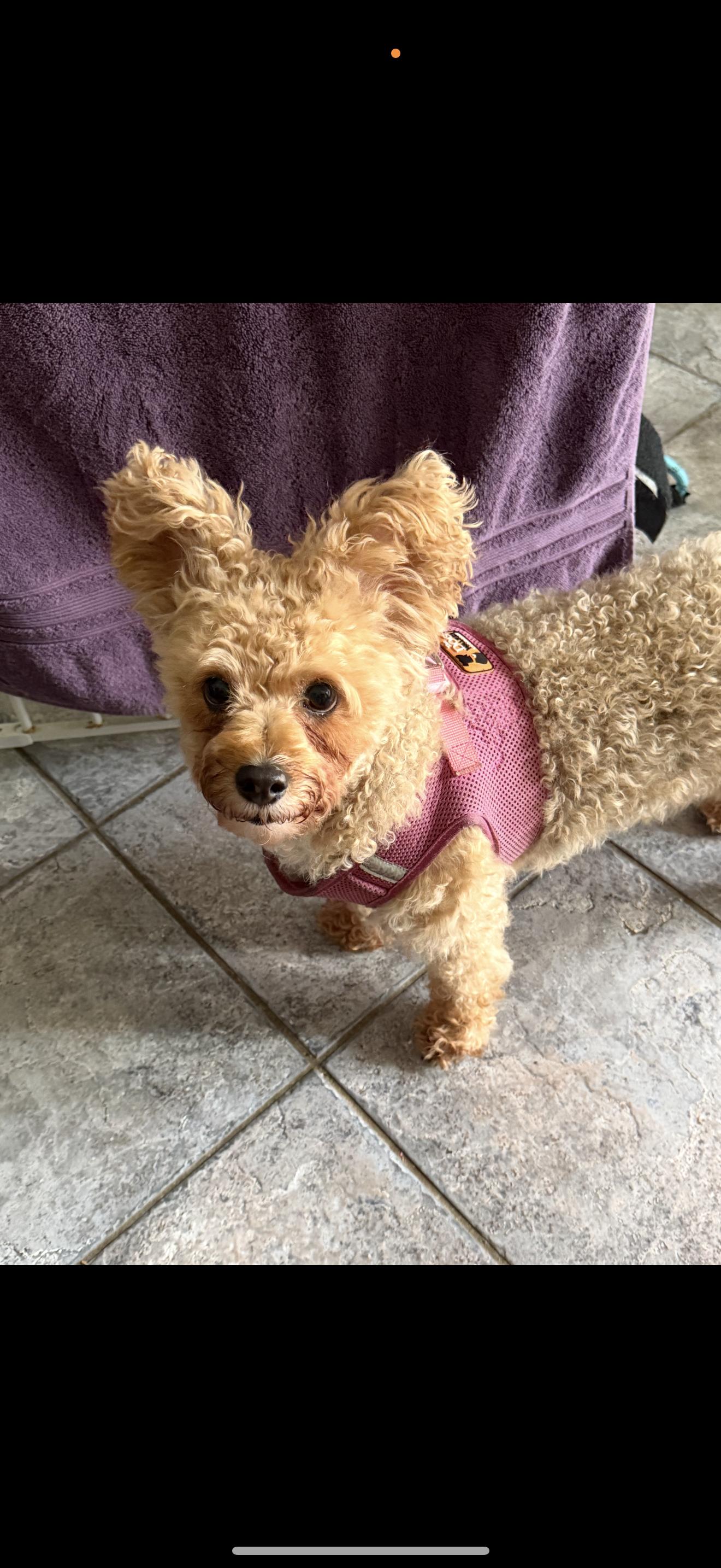 Enlarge Lula - The Cutie , a ADOPTABLE mixed breed in Anaheim, CA image 1/5