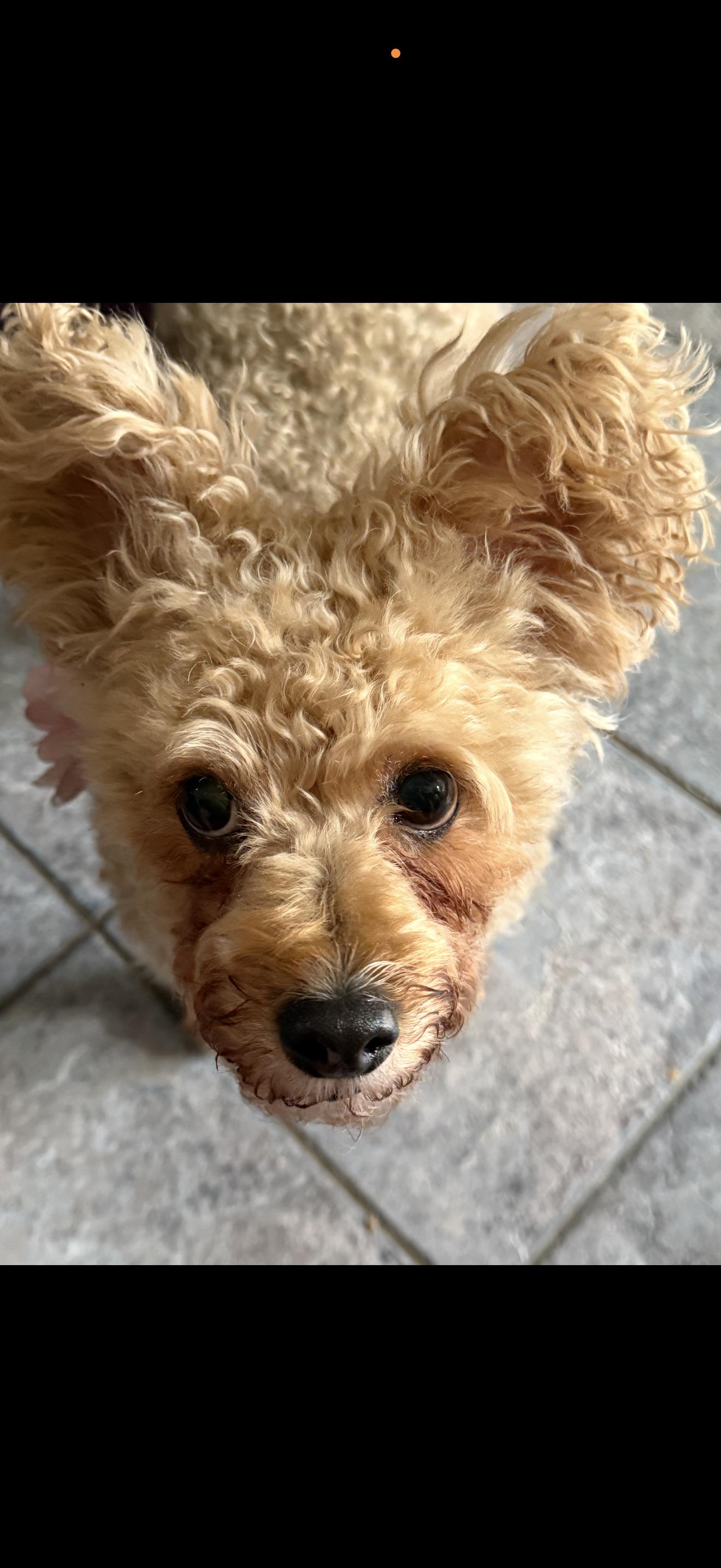 Enlarge Lula - The Cutie , a ADOPTABLE mixed breed in Anaheim, CA image 2/5