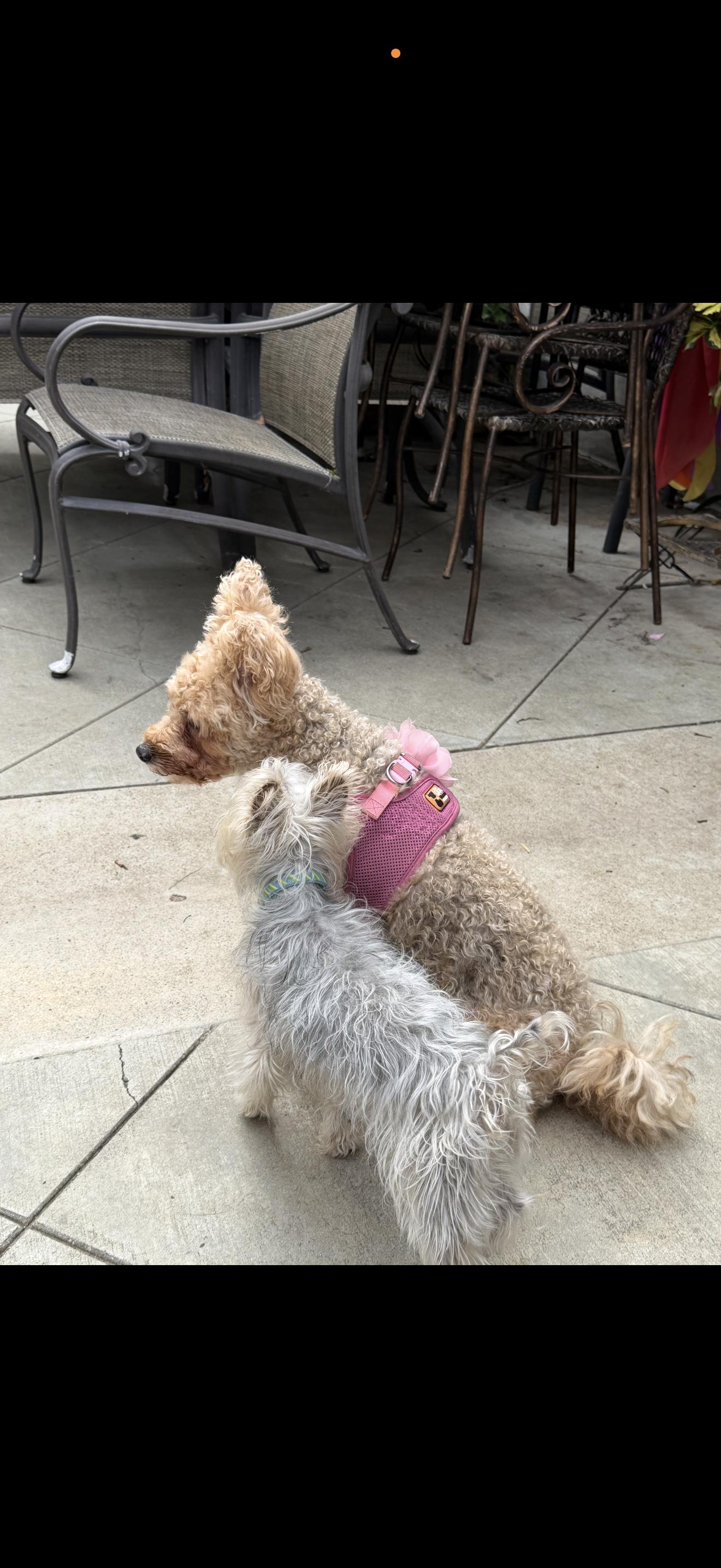 Enlarge Lula - The Cutie , a ADOPTABLE mixed breed in Anaheim, CA image 5/5