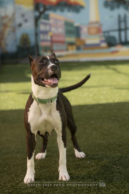 Enlarge Tamara, a Adoptable mixed breed in Savannah, GA image 1/3