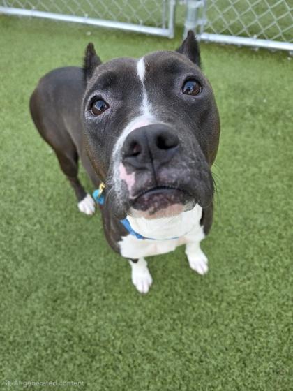 Enlarge Tamara, a Adoptable mixed breed in Savannah, GA image 1/2