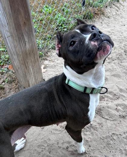 Enlarge Tamara, a Adoptable mixed breed in Savannah, GA image 2/2