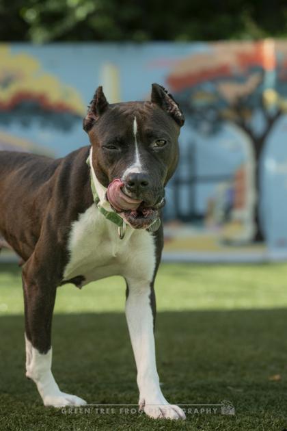 Enlarge Tamara, a Adoptable mixed breed in Savannah, GA image 2/3