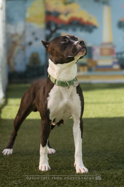 Enlarge Tamara, a Adoptable mixed breed in Savannah, GA image 3/3