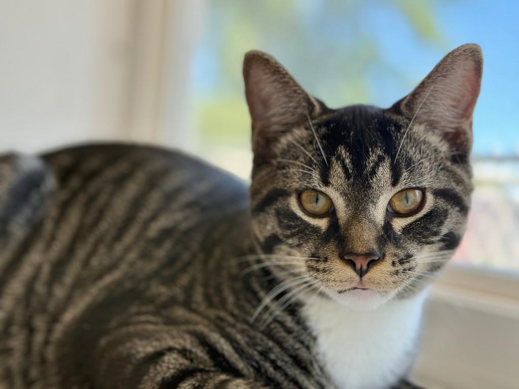 Prince Eric, Adopted, Young Male Domestic Short Hair.