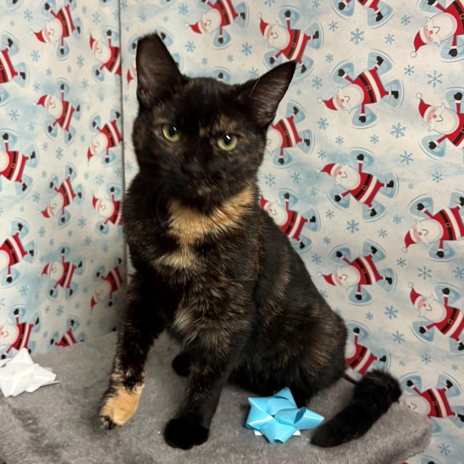 Enlarge Squash, a Adoptable Domestic Short Hair in Chehalis, WA image 1/1