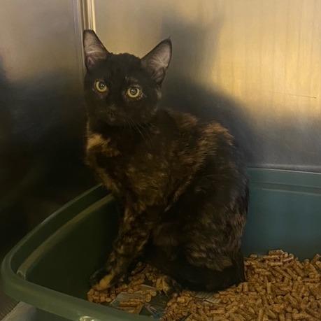 Squash, Adoptable, Young Female Domestic Short Hair.