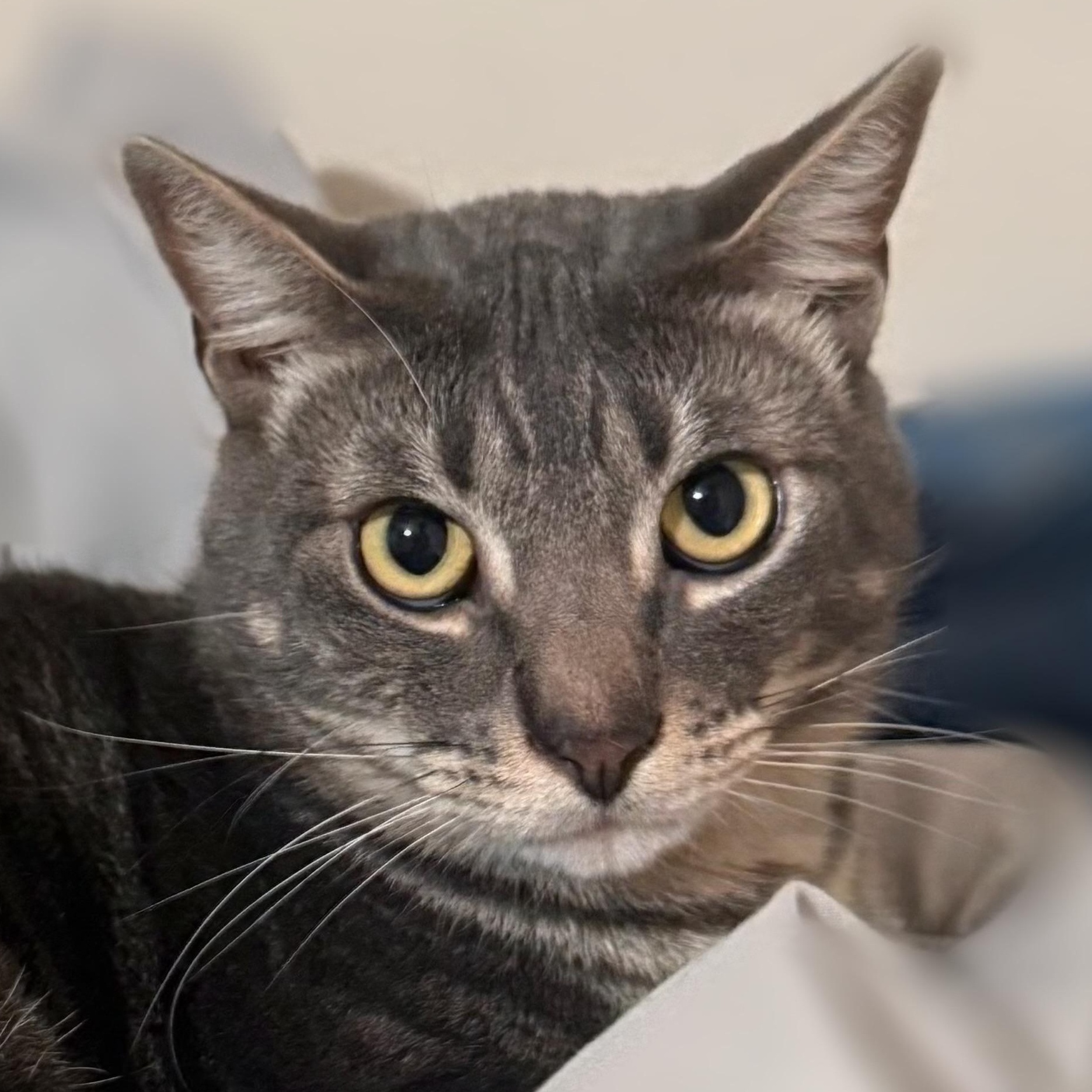 Simon, Adoptable, Adult Male Domestic Short Hair.