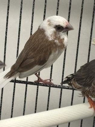 John, Adoptable, Young Unknown Finch & Finch.