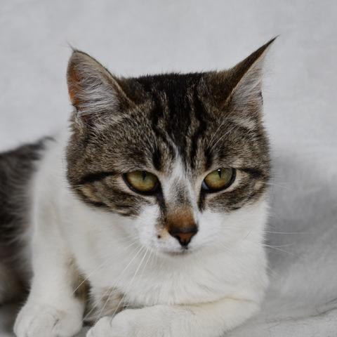 Enlarge Lilo, a Adoptable Domestic Short Hair in Johnson City, TN image 1/4