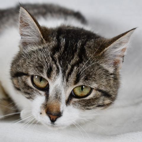 Enlarge Lilo, a Adoptable Domestic Short Hair in Johnson City, TN image 2/4