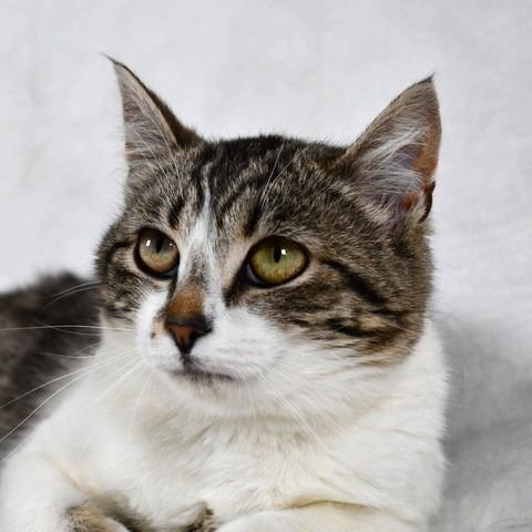 Enlarge Lilo, a Adoptable Domestic Short Hair in Johnson City, TN image 3/4