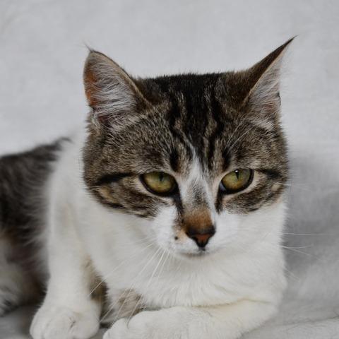 Enlarge Lilo, a Adoptable Domestic Short Hair in Johnson City, TN image 4/4