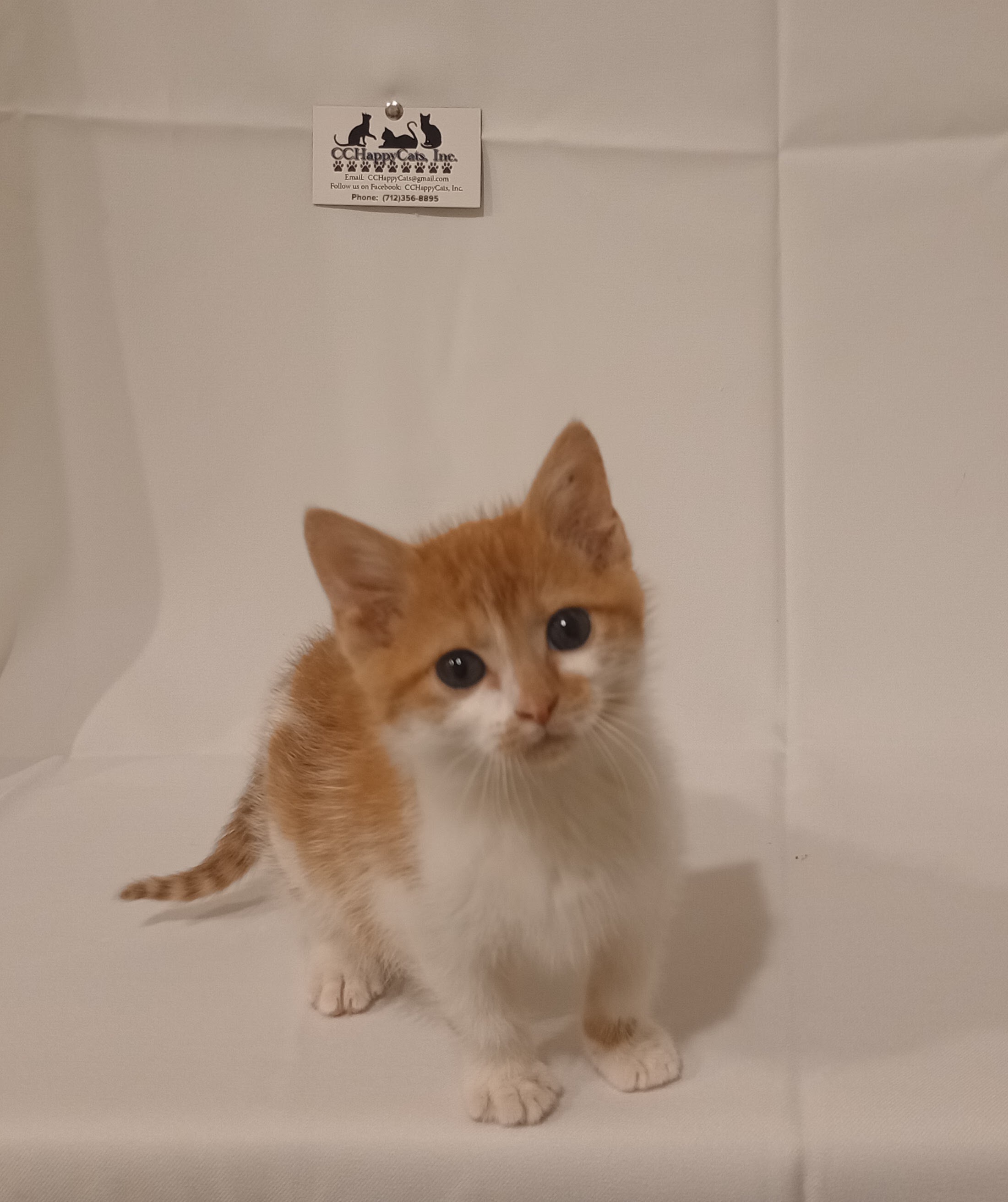 Enlarge Oscar, a Adopted Domestic Short Hair in Denison, IA image 1/2