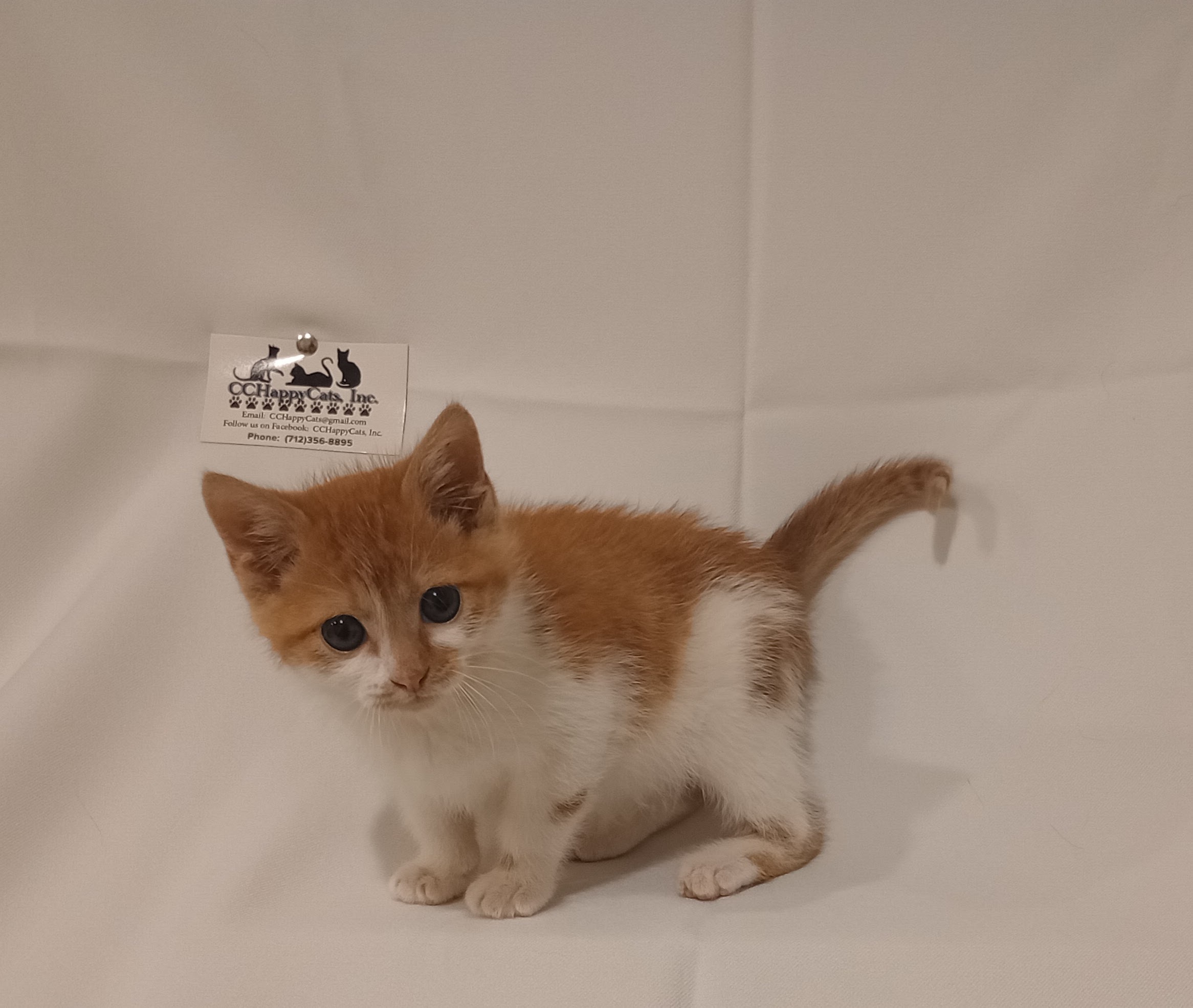 Enlarge Oscar, a Adopted Domestic Short Hair in Denison, IA image 2/2