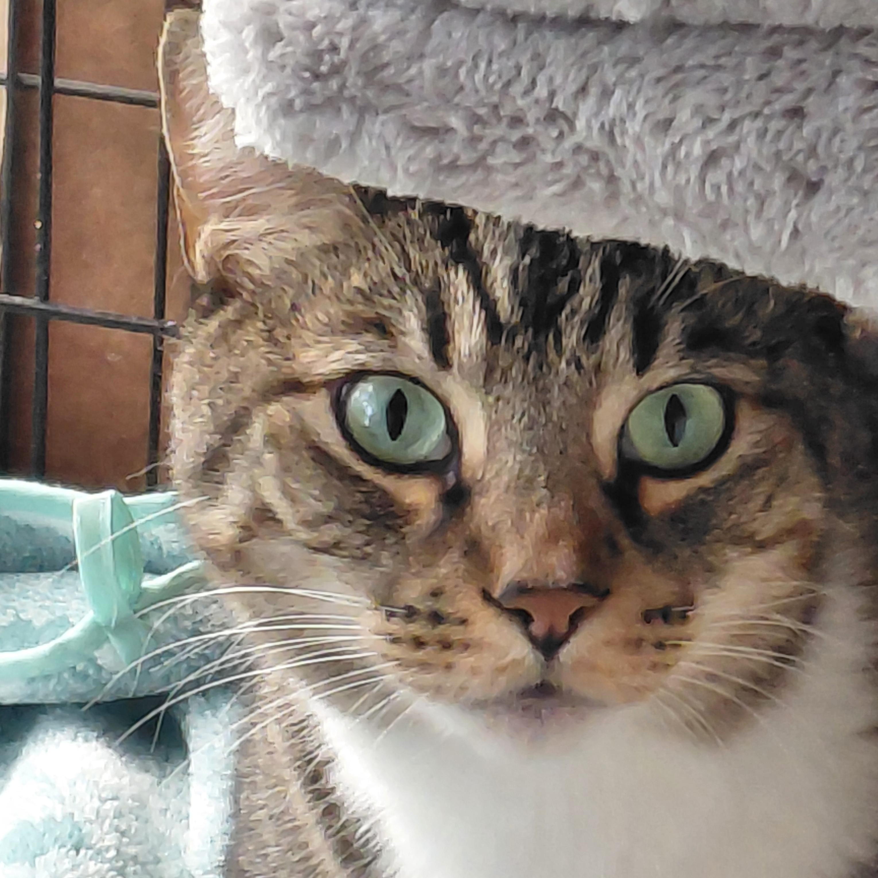 ECHO-(ch), a Adoptable mixed breed in Burlington, WA image 1/6