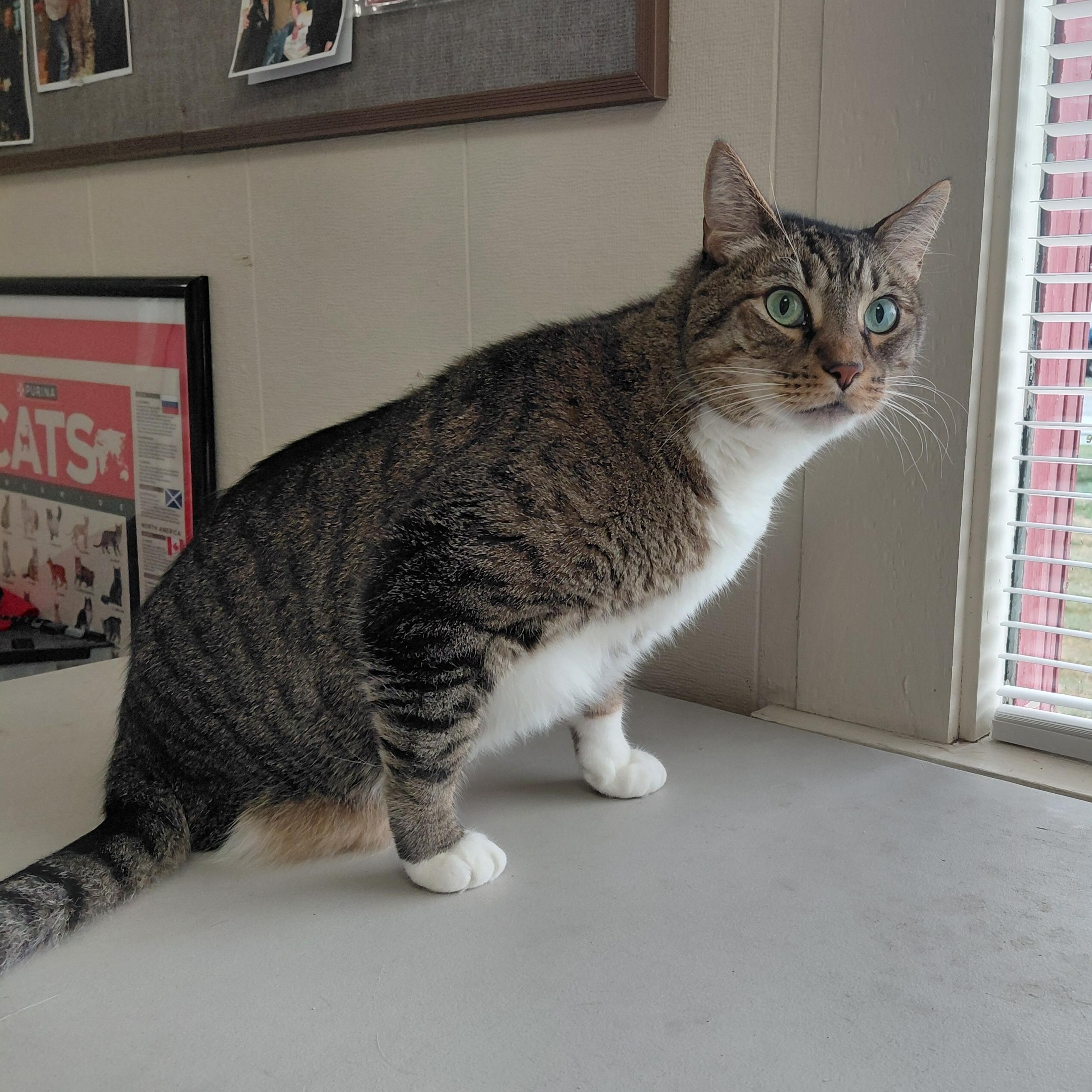 ECHO-(ch), a Adoptable mixed breed in Burlington, WA image 4/6