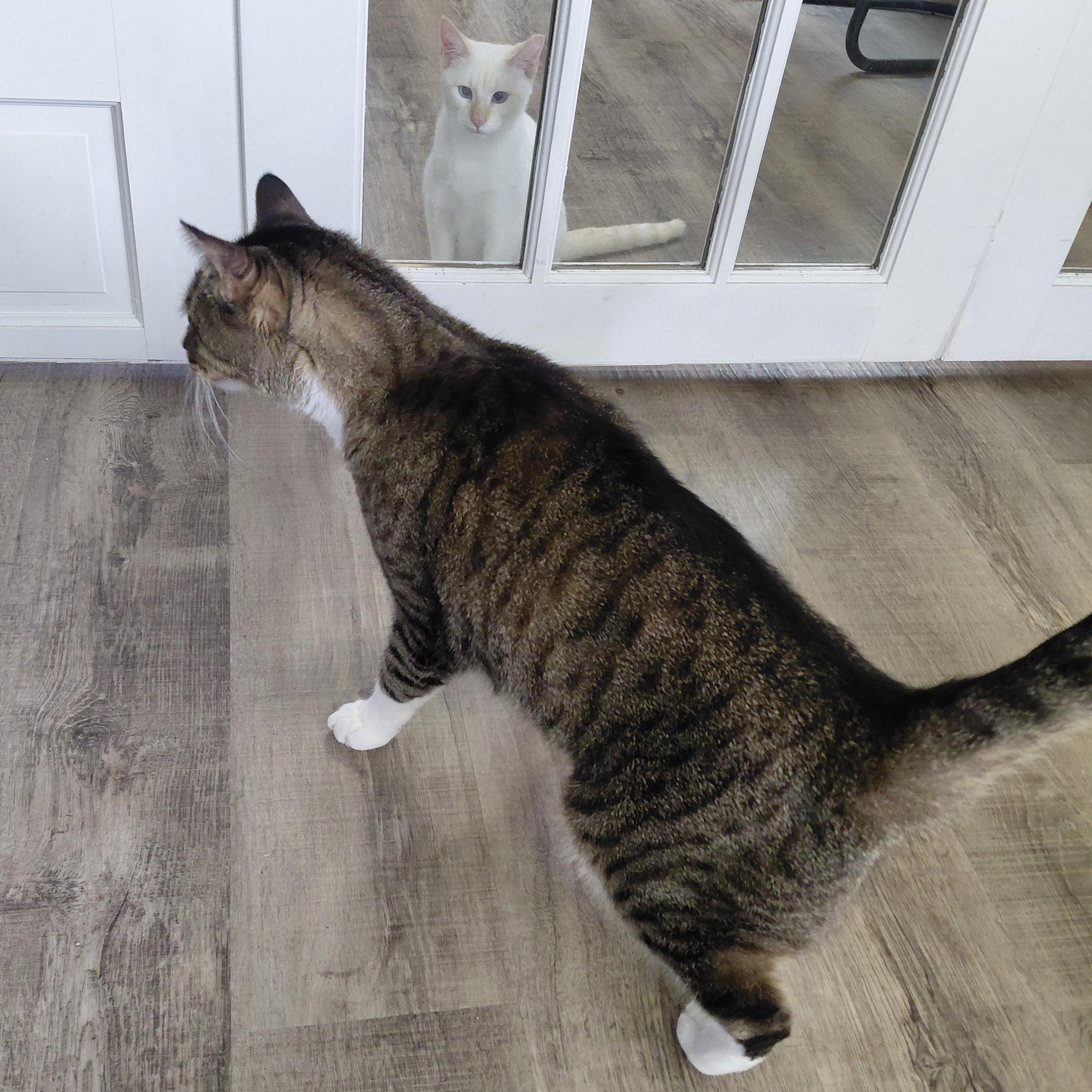 ECHO-(ch), a Adoptable mixed breed in Burlington, WA image 5/6