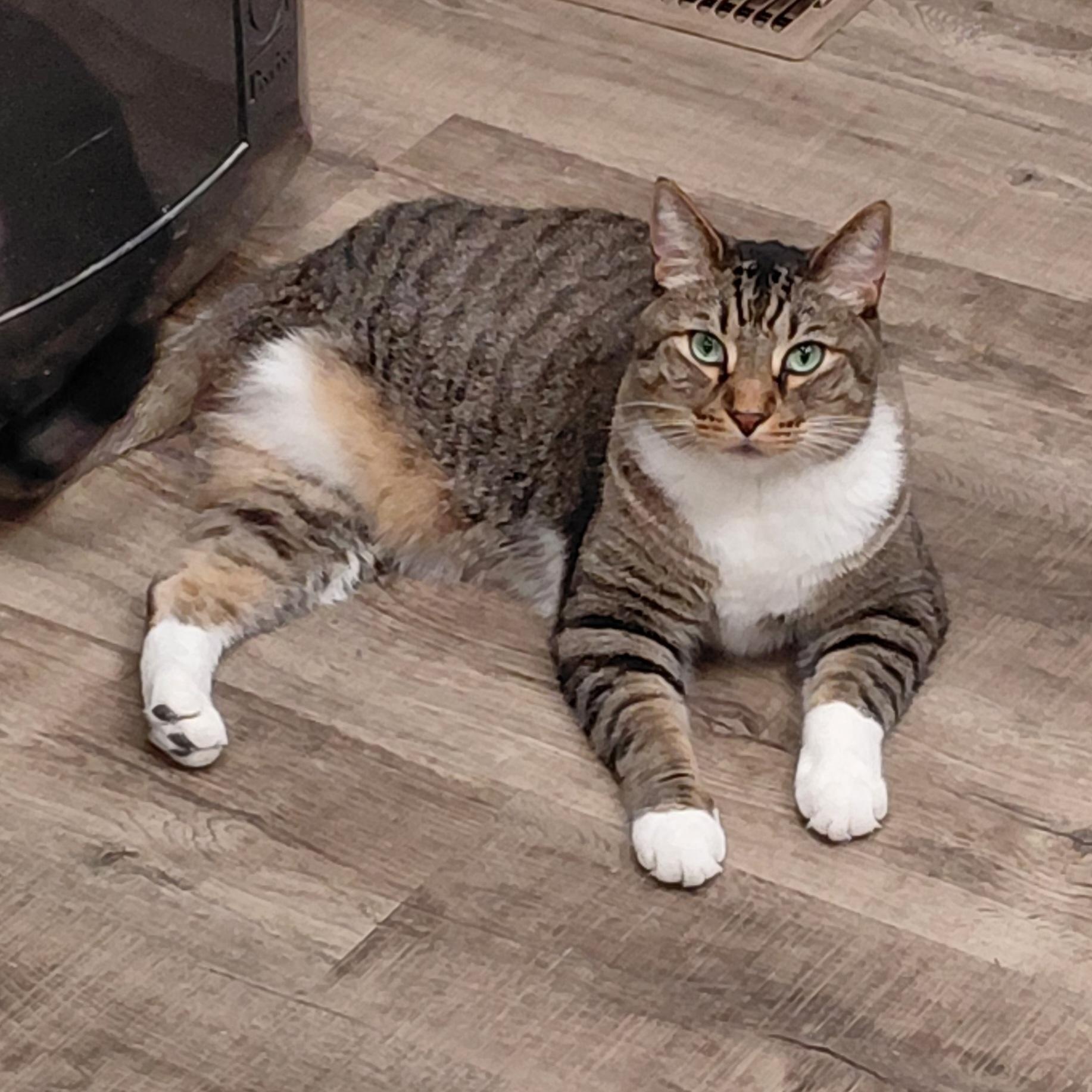 ECHO-(ch), a Adoptable mixed breed in Burlington, WA image 3/6