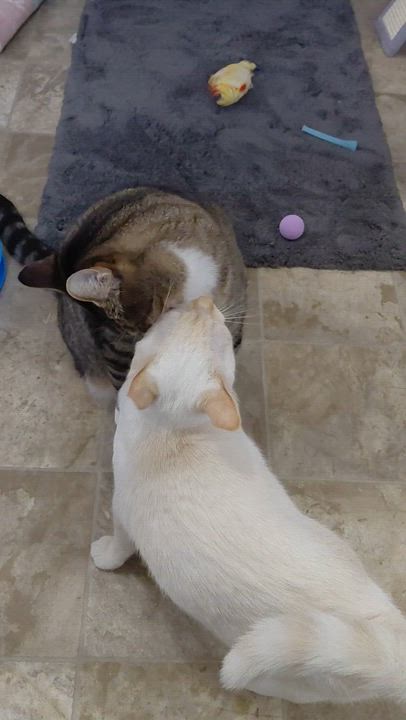 Enlarge ECHO-(ch), a Adoptable mixed breed in Burlington, WA video 2/6