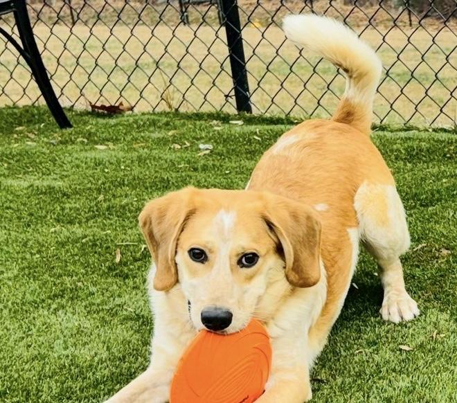 Cannon, ADOPTABLE, Young Male Labrador Retriever & Beagle.