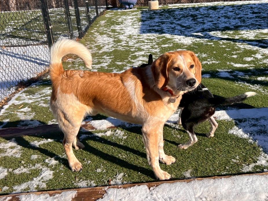 Enlarge Cannon, a ADOPTABLE mixed breed in POTOMAC, MD image 6/6