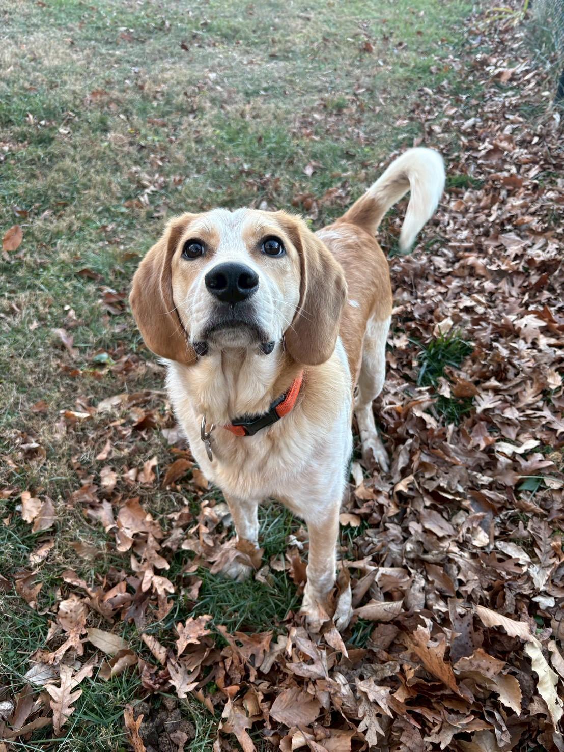 Enlarge Cannon, a ADOPTABLE mixed breed in POTOMAC, MD image 2/6