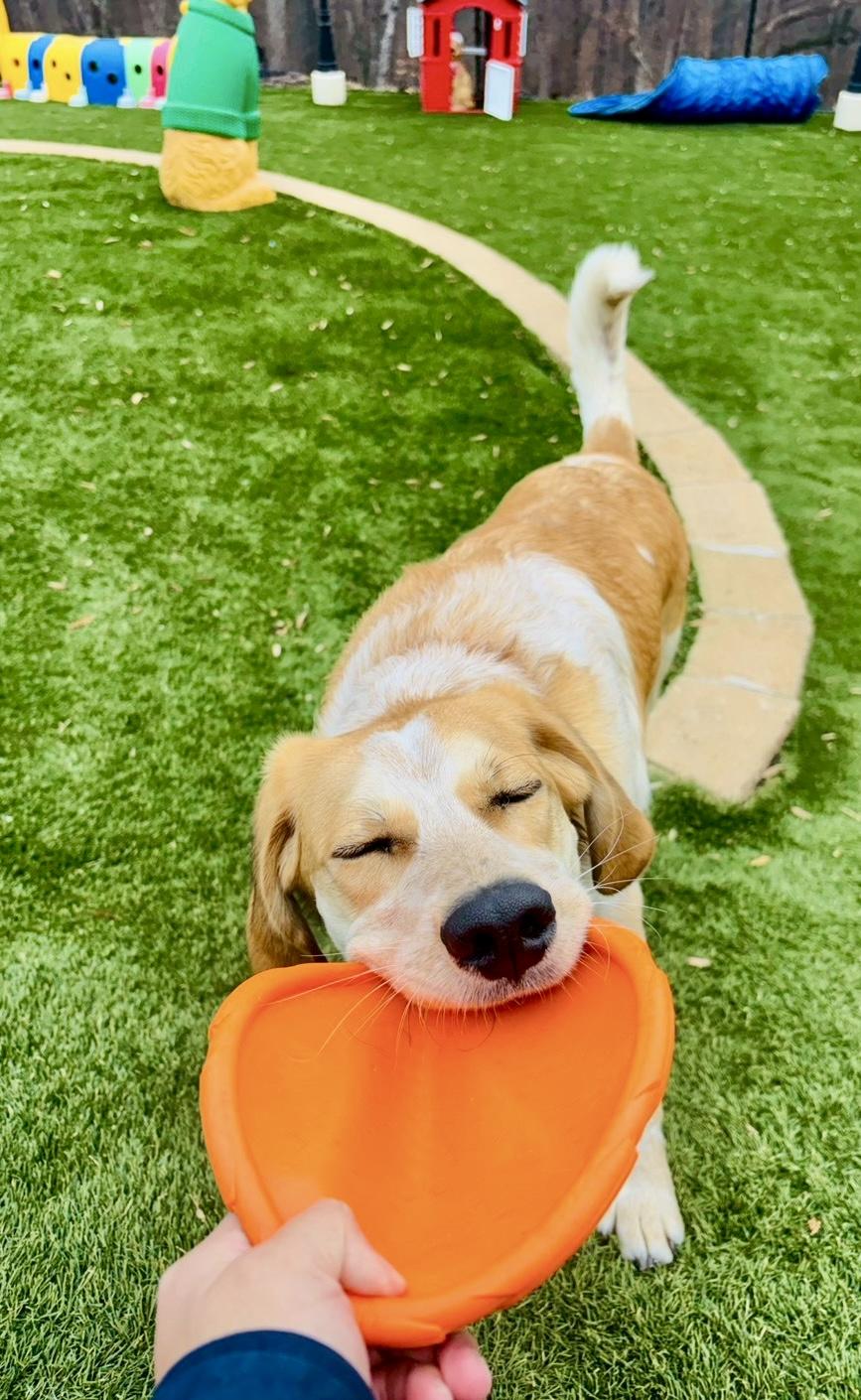 Enlarge Cannon, a ADOPTABLE mixed breed in POTOMAC, MD image 3/6