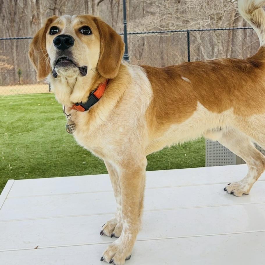 Enlarge Cannon, a ADOPTABLE mixed breed in POTOMAC, MD image 4/6