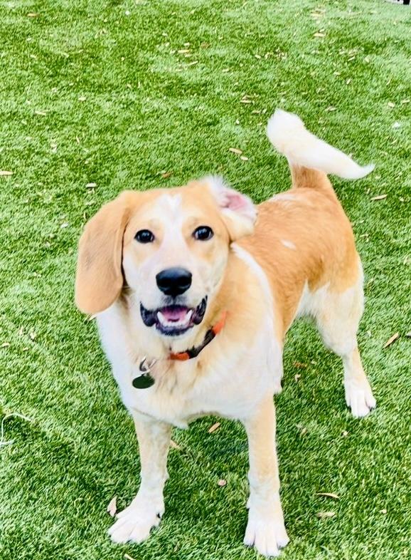 Enlarge Cannon, a ADOPTABLE mixed breed in POTOMAC, MD image 5/6