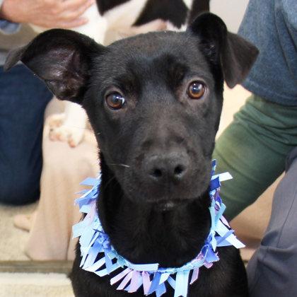 Twinkle, Adoptable, Adult Female Mixed Breed.