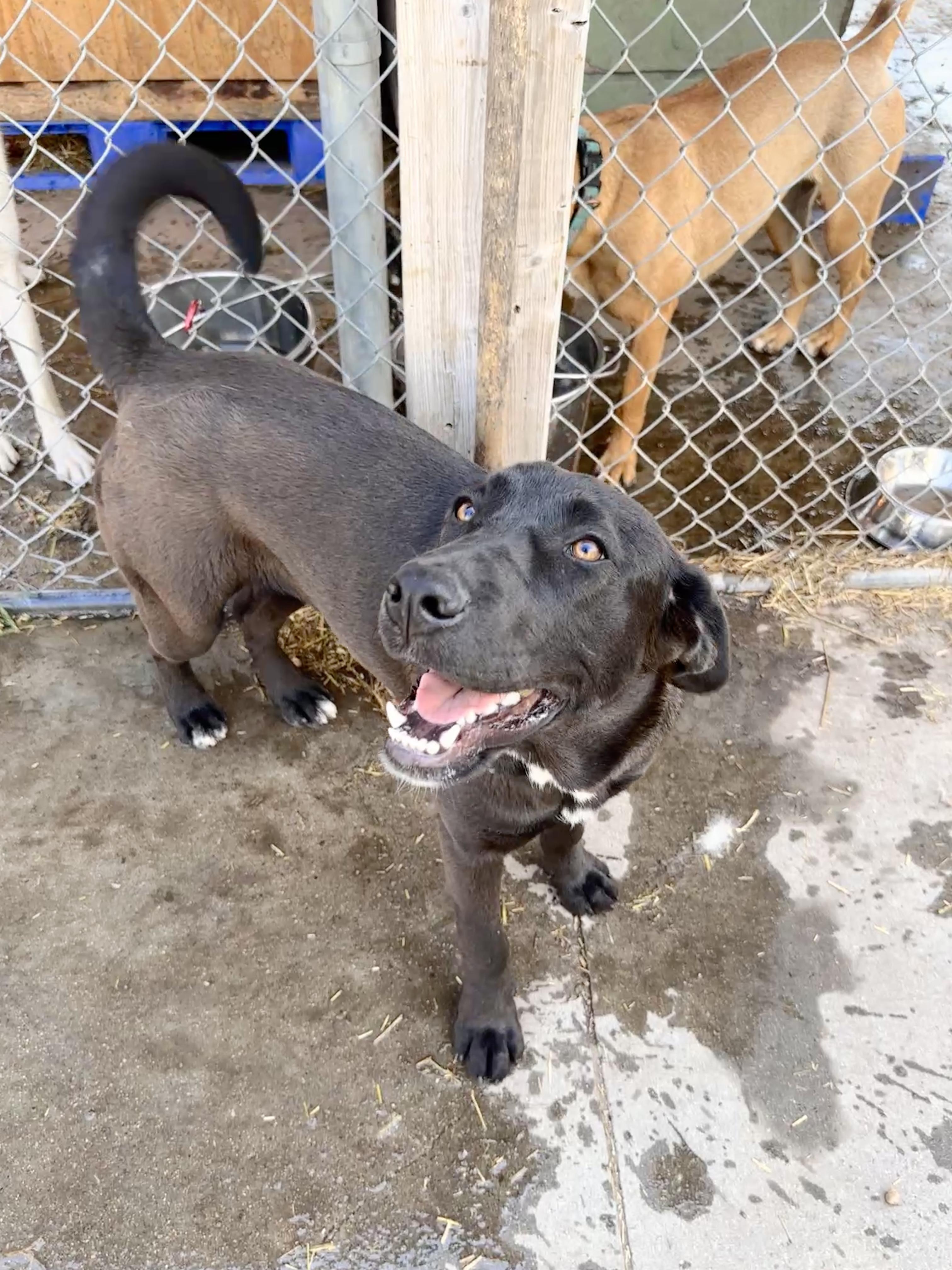 Brownie - pending adoption