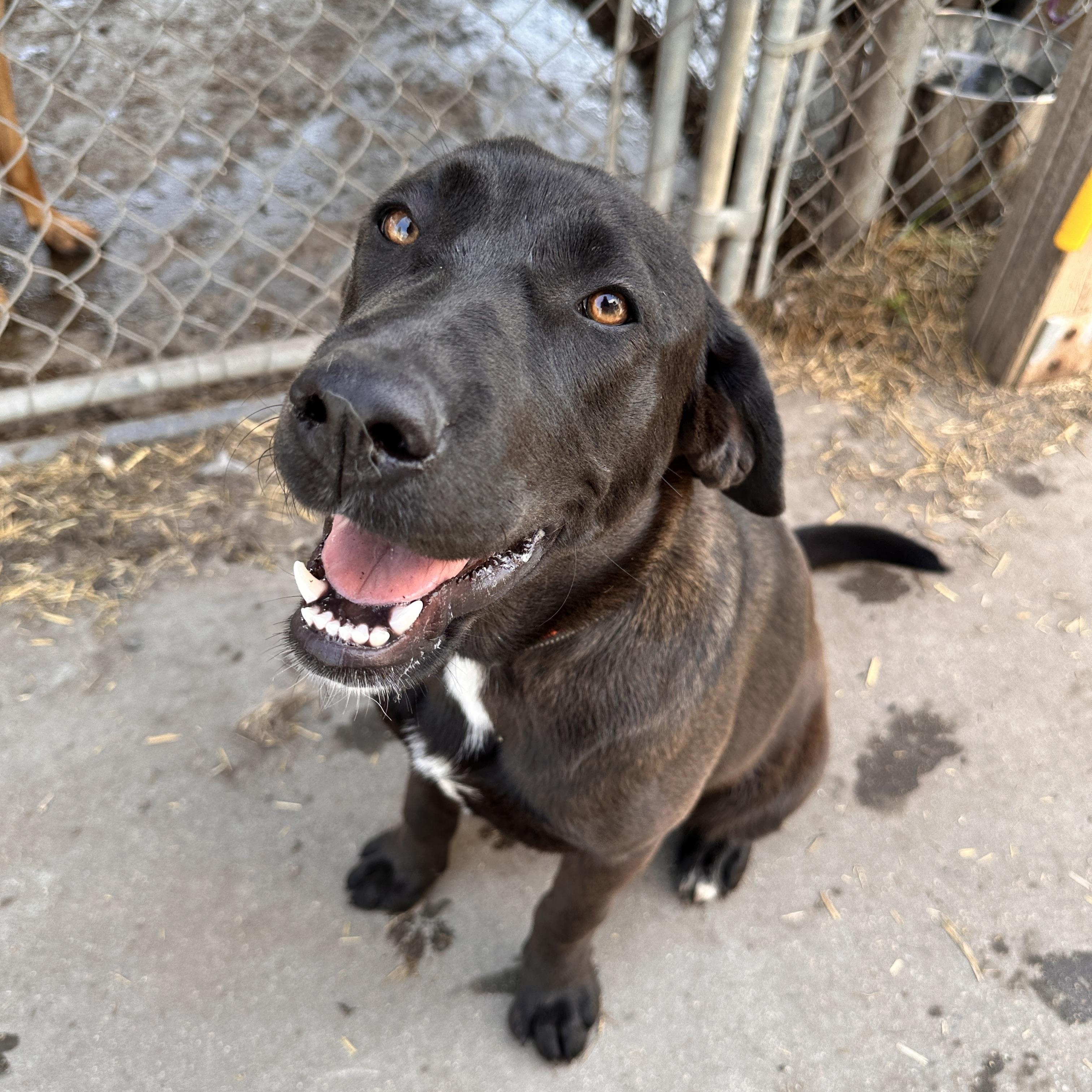 Brownie - pending adoption