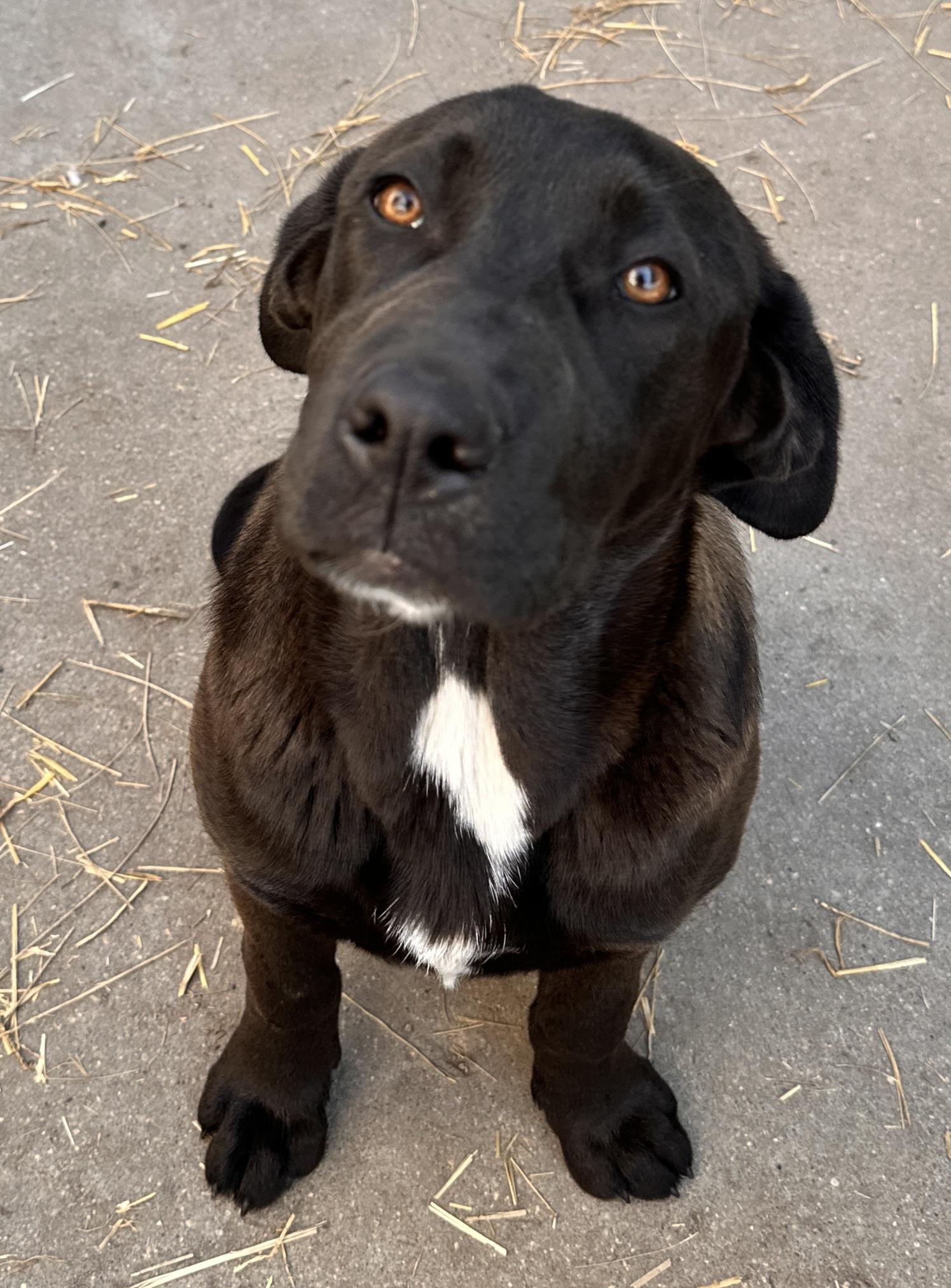 Brownie - pending adoption