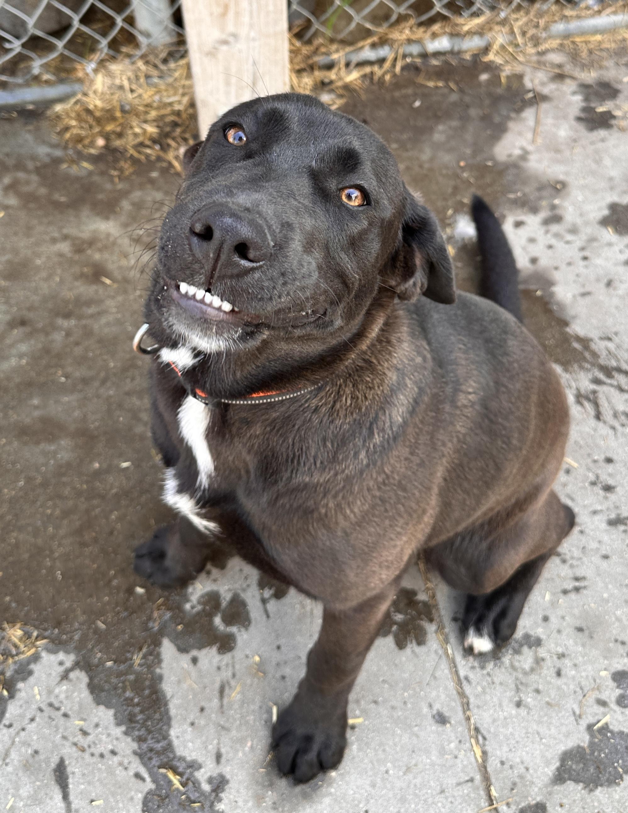Brownie - pending adoption
