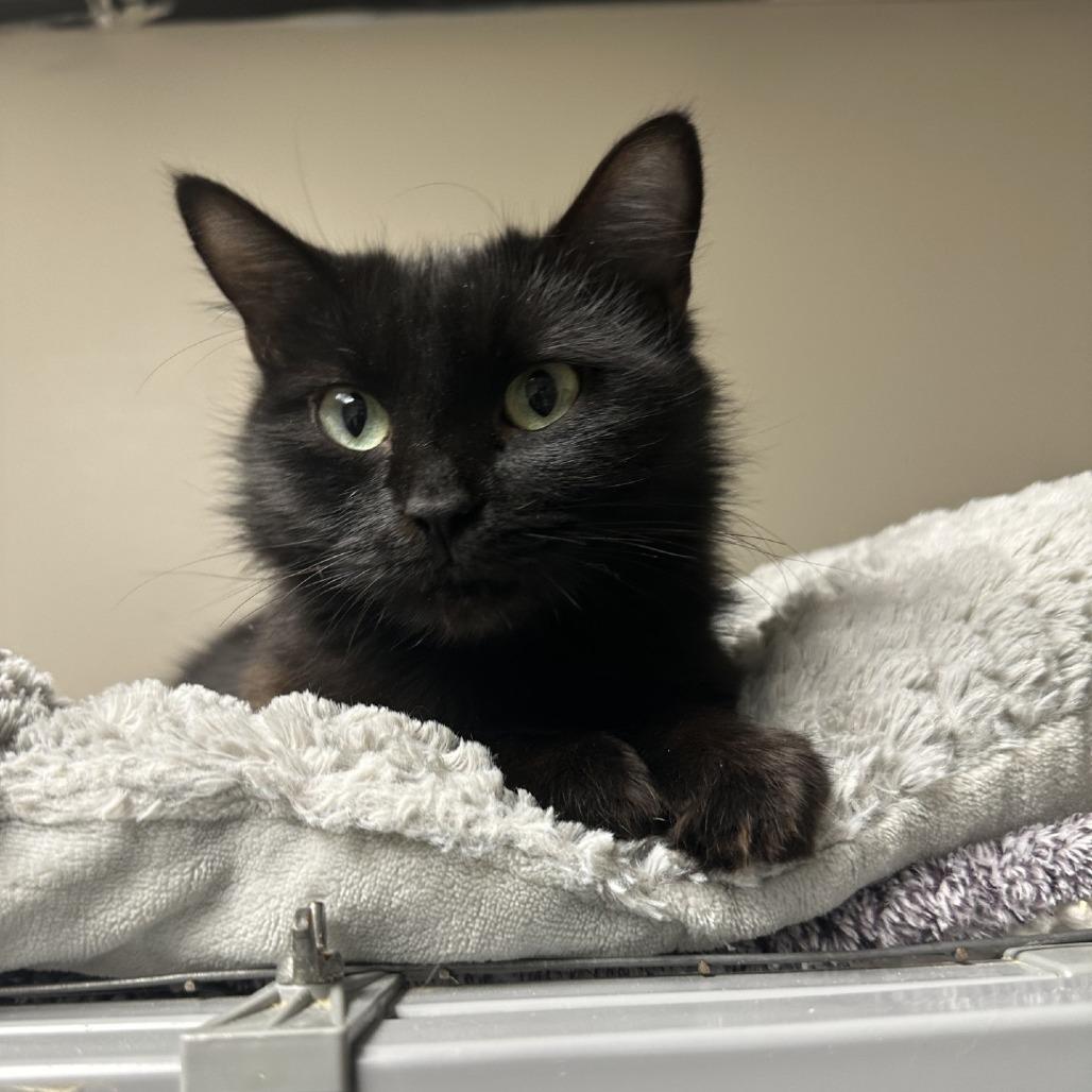 Enlarge Jodie, a Adoptable Domestic Short Hair in Blue Ridge, GA image 1/3