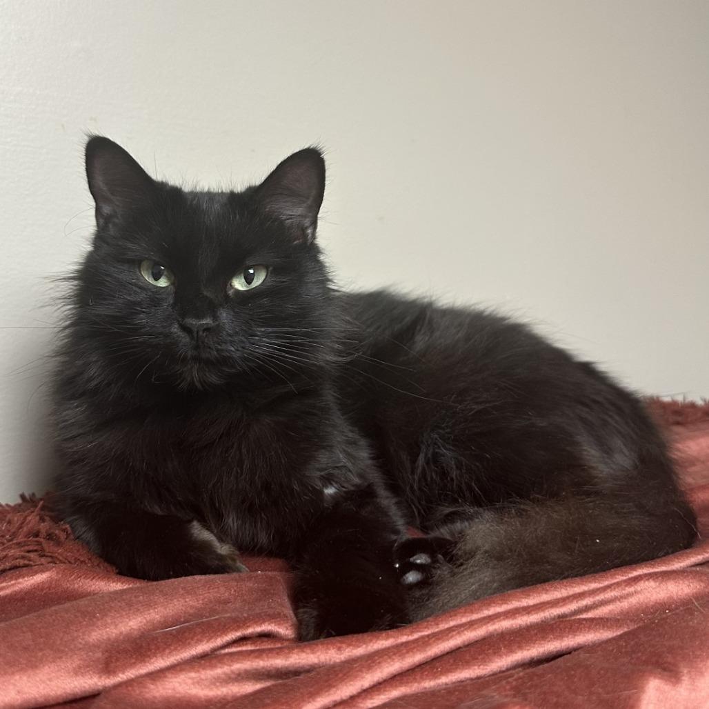 Enlarge Jodie, a Adoptable Domestic Short Hair in Blue Ridge, GA image 2/3