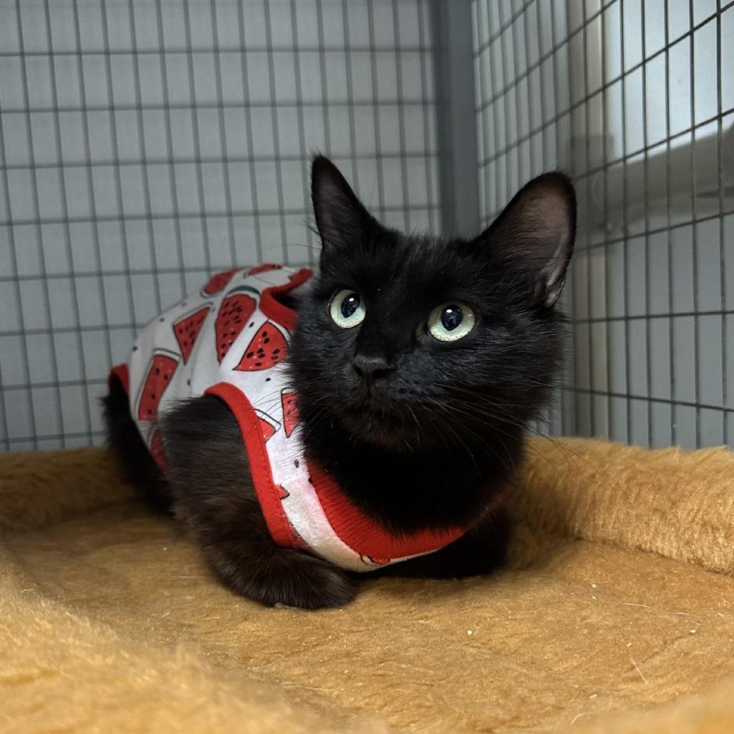 Enlarge Jodie, a Adoptable Domestic Short Hair in Blue Ridge, GA image 3/3
