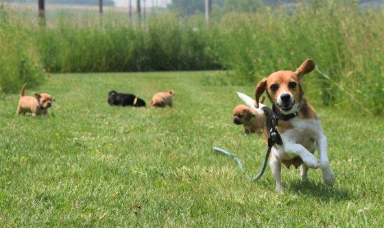 Enlarge Rigby, a Adopted mixed breed in Pardeeville, WI image 1/4