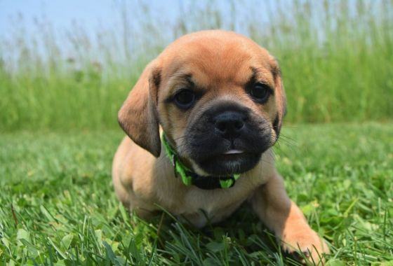 Enlarge Rigby, a Adopted mixed breed in Pardeeville, WI image 2/4
