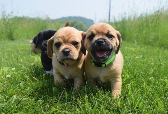 Enlarge Rigby, a Adopted mixed breed in Pardeeville, WI image 3/4