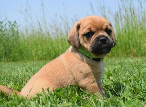 Enlarge Rigby, a Adopted mixed breed in Pardeeville, WI image 4/4