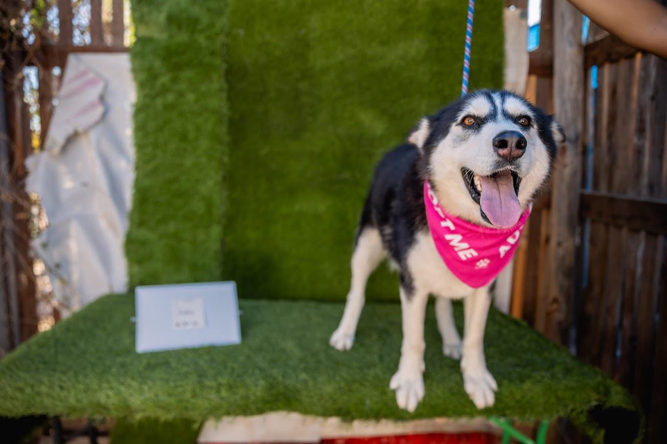 Lola, a Adoptable mixed breed in Portland, OR image 3/4