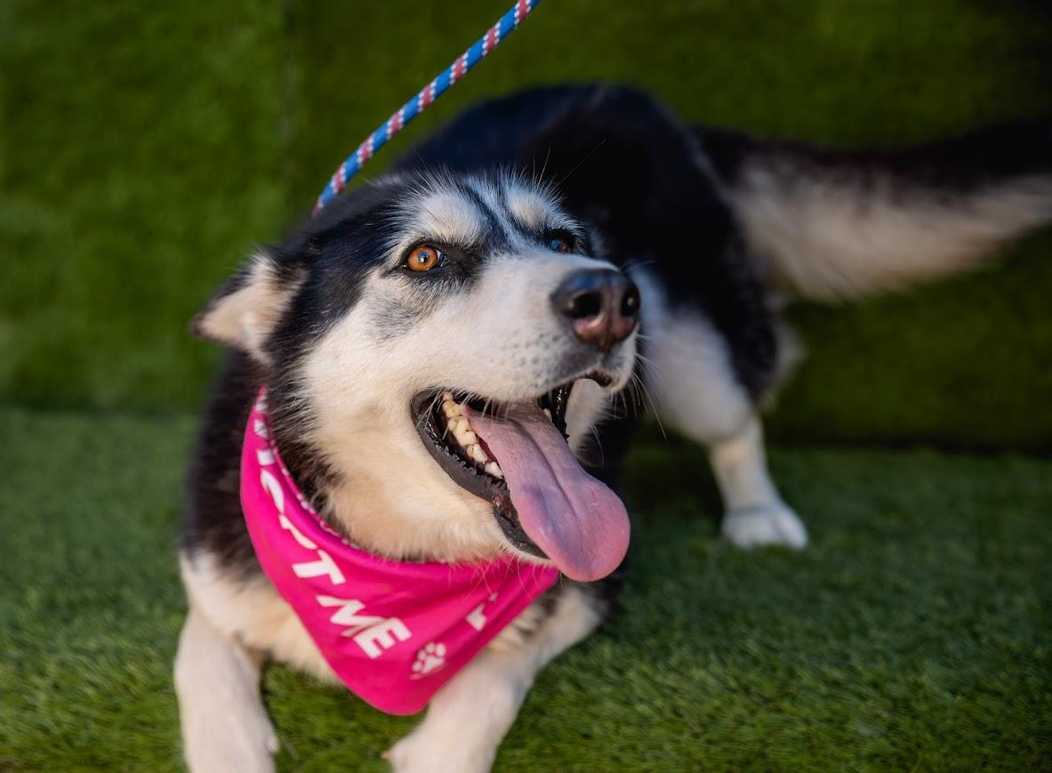 Lola, Adoptable, Adult Female Husky.