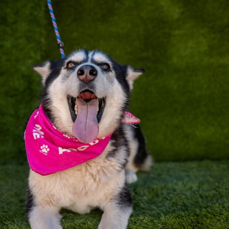 Lola, a Adoptable mixed breed in Portland, OR image 2/4