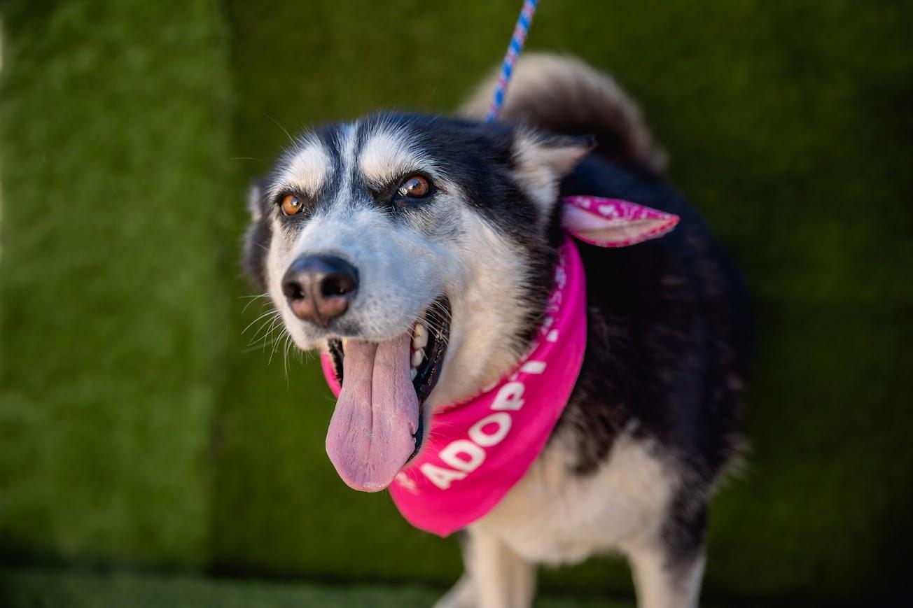 Lola, a Adoptable mixed breed in Portland, OR image 4/4